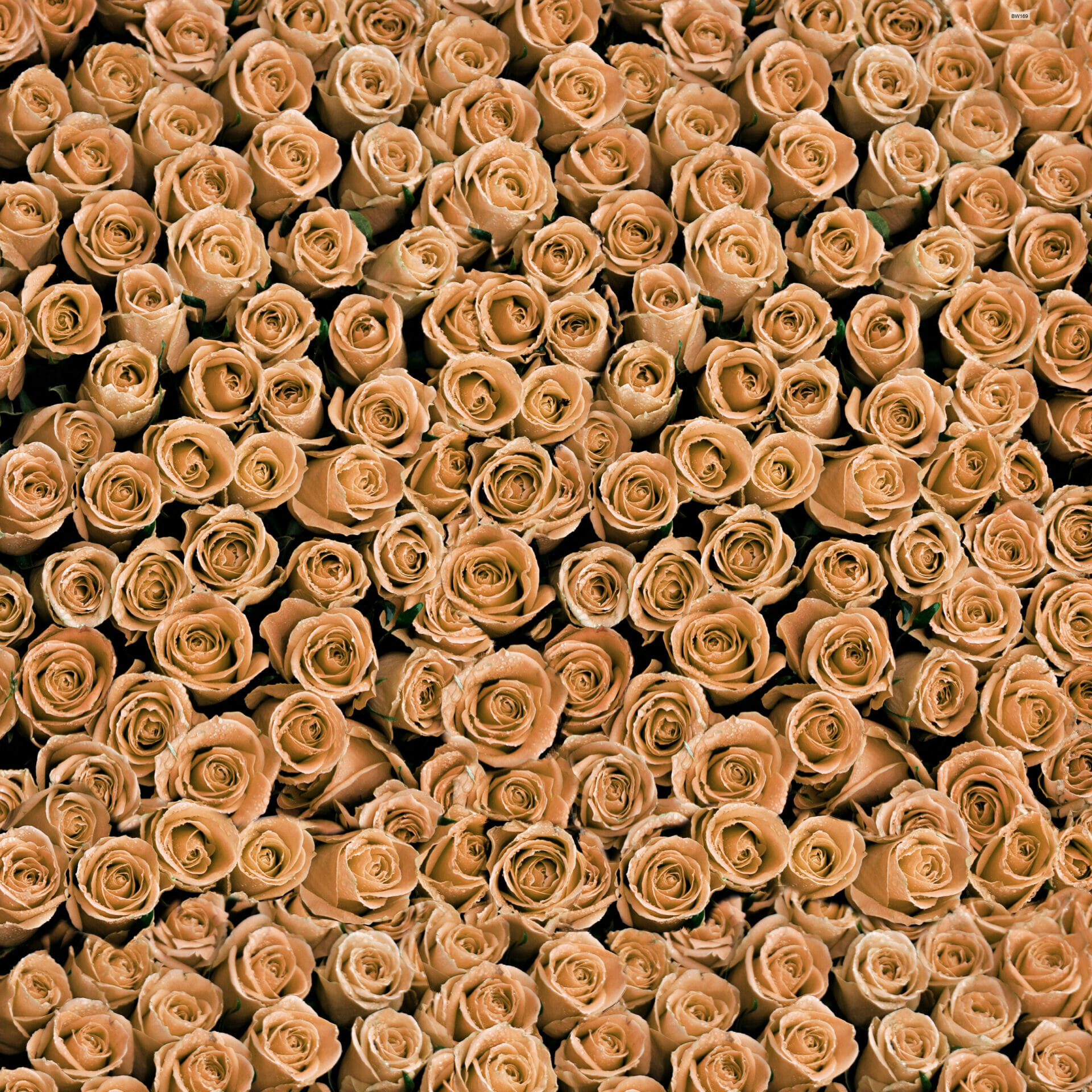 Roses Orange Vinyl Photography Backdrop For Studios